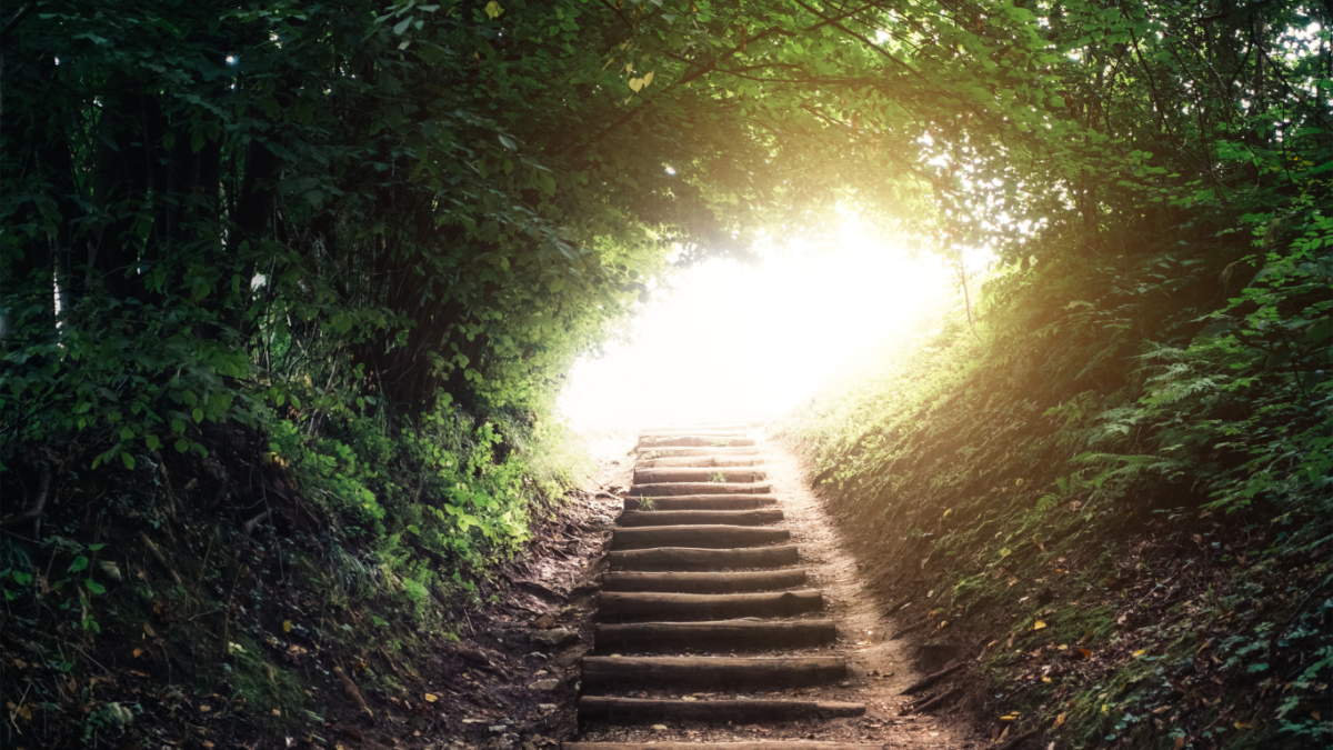 steps in woods